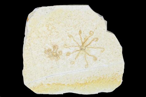 Floating Crinoid Saccocoma Fossils Solnhofen Limestone 176827