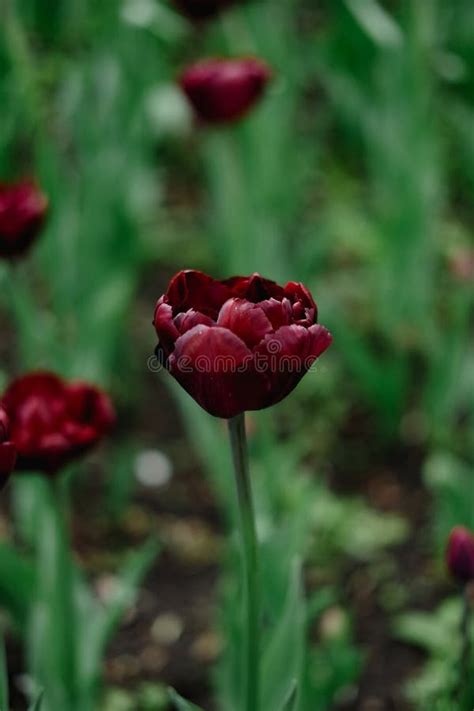 深紫色郁金香花 公园春郁金香花花背景中奇异的郁金香绽放 库存照片 图片 包括有 黑暗 红色 218229882