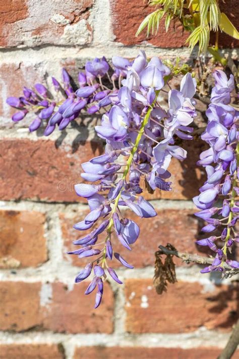 Chinese Wisteria Wisteria Sinensis Flowers Stock Image Image Of