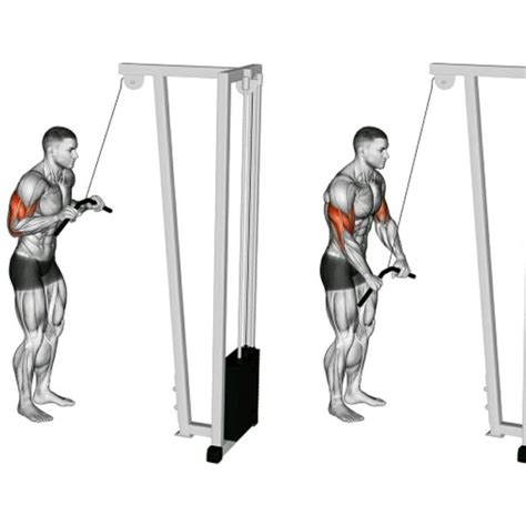 Triceps Pulley By Marcus Frois Exercise How To Skimble