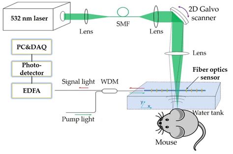 The Optical Resolution Photoacoustic Microscopy Or Pam Experimental