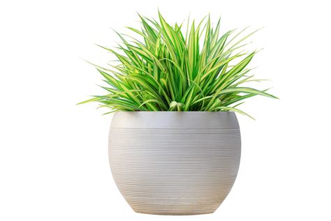 Tree Pot Png Free Images With Transparent Background 1