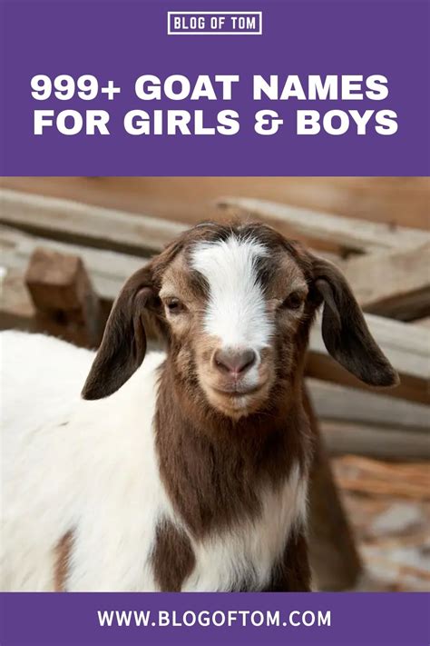 999 Goat Names For Girls And Boys Pet Goat Cute Animal Names Goats