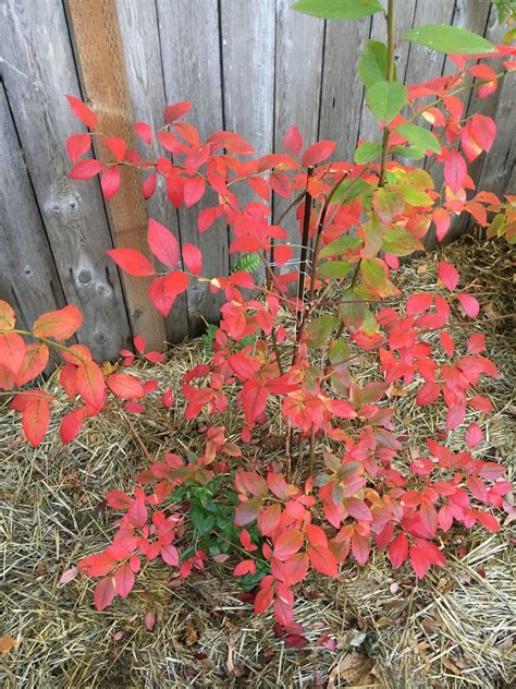 I just love the color of the blueberry bushes in the fall. | Blueberry ...