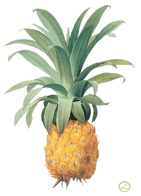 Ananas PNG Isolated HD PNG Mart