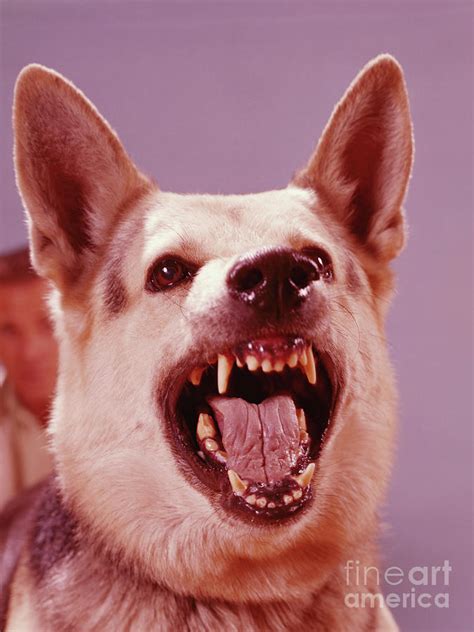 German Shepherd Dog Snarling by H. Armstrong Roberts