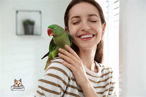 Bird Care: How To Take Care Of A Pet Bird