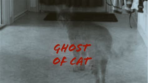 Ghost Of Cat Caught On Camera Youtube