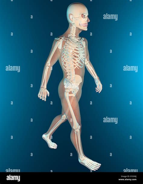 X Rays Of Body Parts Hi Res Stock Photography And Images Alamy