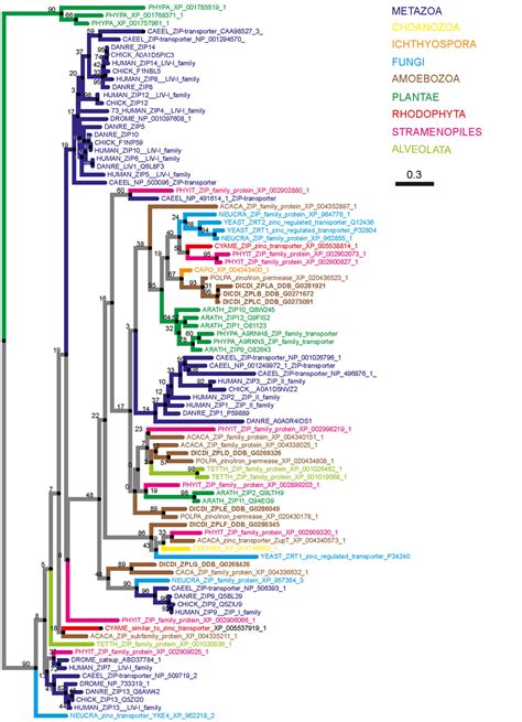 Frontiers Eat Prey Live Dictyostelium Discoideum As A Model For