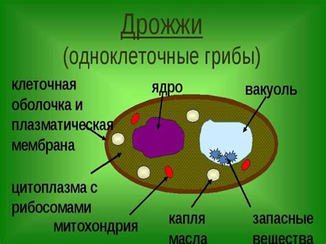 Организм - единое целое - презентация онлайн