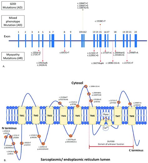 Schematic Representation Of Anoctamin 5 Gene Ano5 A And Protein