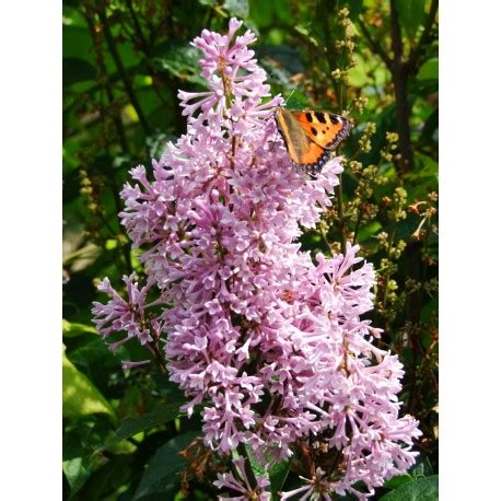 Syringa X Prestoniae P Piniere Brochet Lanvin