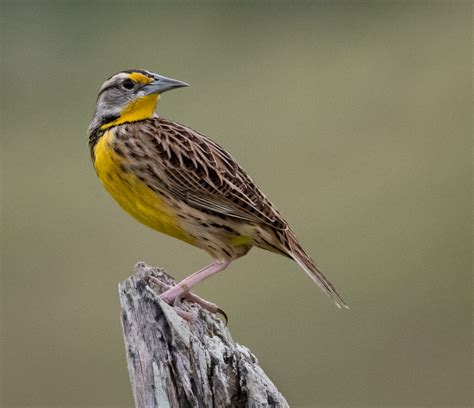 Eastern Meadowlark Owen Deutsch Photography