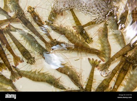 Live Prawn In Aquarium