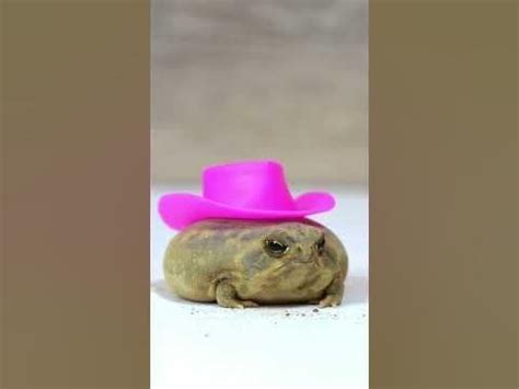 sapos en sombrero : r/Pelicangers_Cave