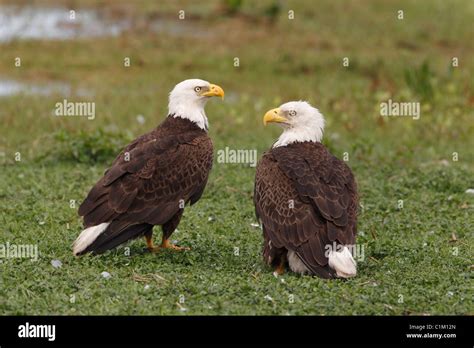 Pair Of American Bald Eagles Haliaeetus Leucocephalus Stock Photo Alamy