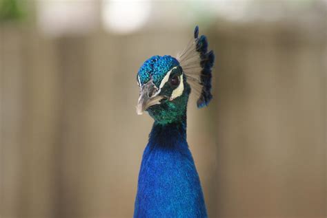 Peacock Head Close-Up by astromechanic86 on DeviantArt