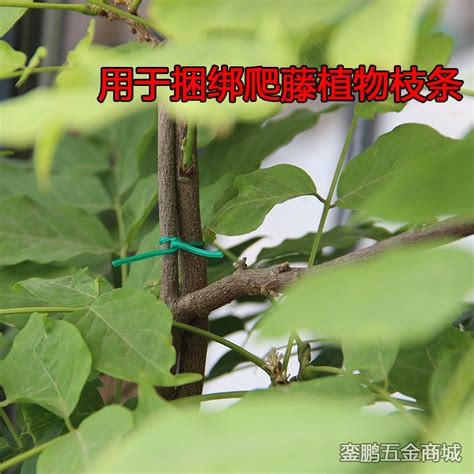 园艺花杆包塑绿扁软扎线diy铁丝扎丝爬藤植物园林园艺植物捆扎带虎窝淘