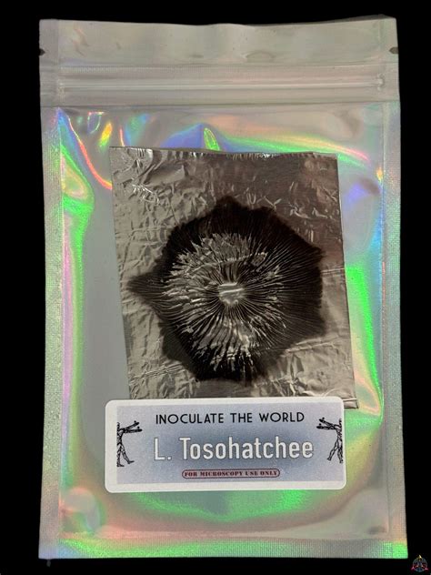 Leucistic Tosohatchee Spore Print Inoculate The World