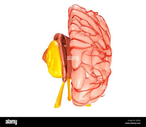 Darstellung Der Anatomie Des Menschlichen Gehirns Und Seine Arterien