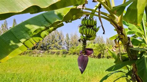 Brown Spots On Banana Leaves What You Need To Know