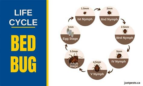 What S The Life Cycle Of A Bed Bug Just Pests