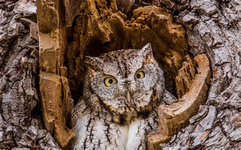 Eastern Screech-Owl | Audubon Field Guide