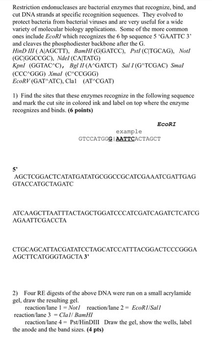 Solved Restriction Endonucleases Are Bacterial Enzymes That