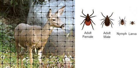 Deer Ticks, Lyme Disease, and Deer Fences