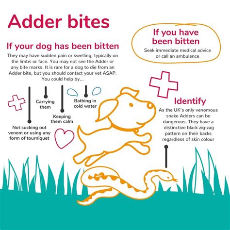 How Do You Tell If Your Dog Has Been Bitten By A Snake