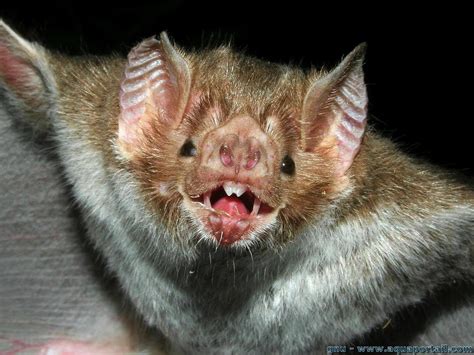 Chauve souris définition et explications