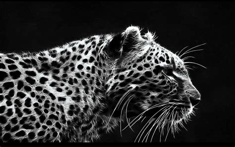 Black Leopard Backgrounds - Wallpaper Cave