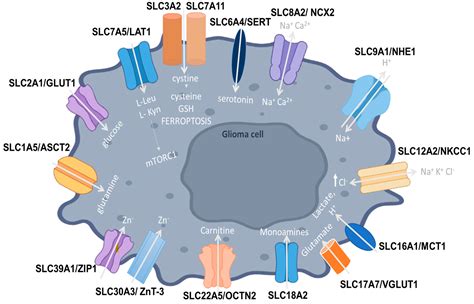 IJMS Free Full Text Impact Of Solute Carrier Transporters In Glioma