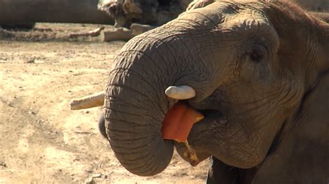 Elephant pumpkin smash at the Birmingham Zoo | WBMA