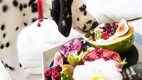 Frutas Que Os Cachorros Podem Comer Sem Problema