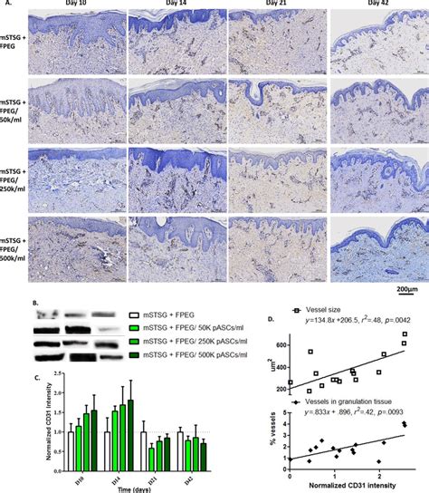 CD31 Expression Relates To Blood Vessel Size A Representative