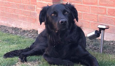 Borador A Perfect Mix Of Labrador Retriever And Border Collie The