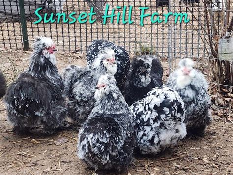 Silkie Hatching Eggs Mottled 6 Satin Showgirl Frizzle Npip And Ai Clean Ebay