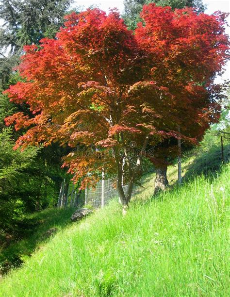 2 100 Red Maple Tree Free Stock Photos StockFreeImages