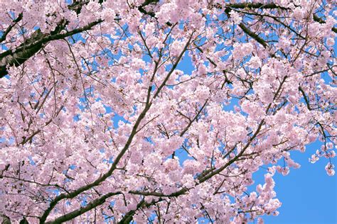 「桜の花」の画像・写真素材を無料ダウンロード（1）背景フリー素材 Beiz Images