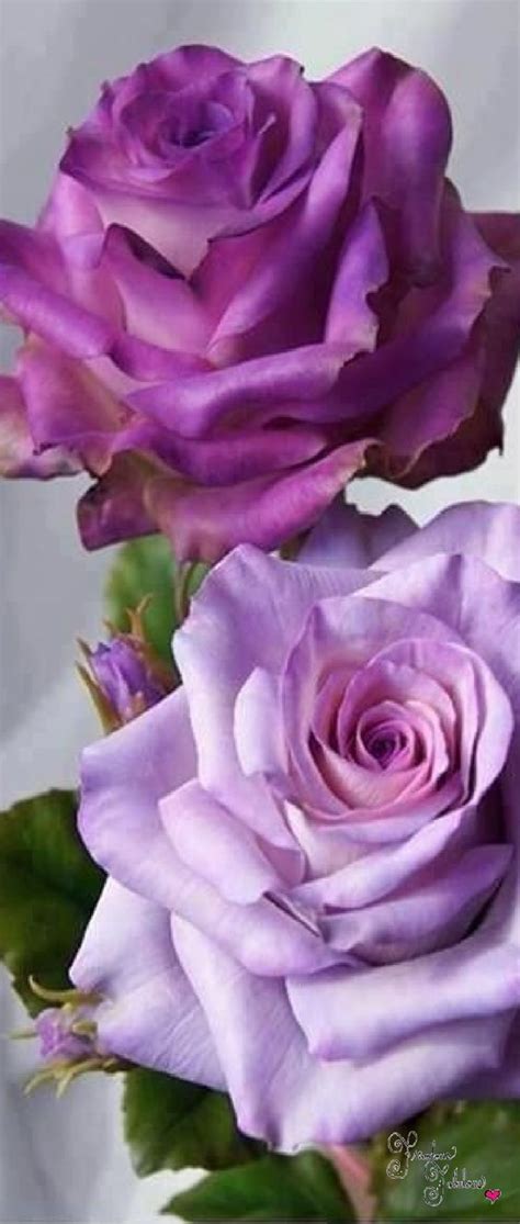 Parme Violet Purple Rose Violette Fleurs Exotiques Belle Rose