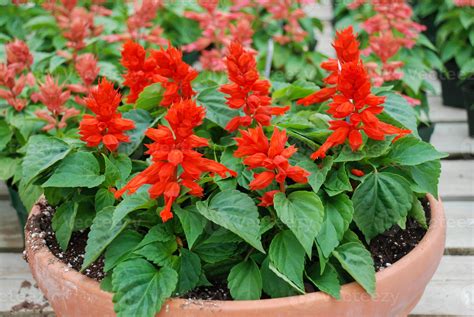 Red Salvia Splendens Flower Pot Plants In The Brown Pot Stock