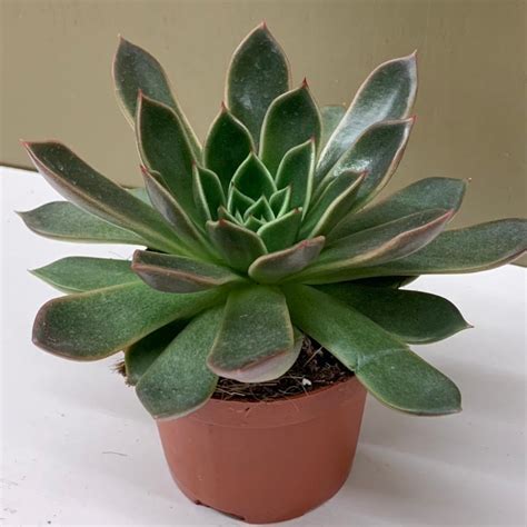 Echeveria Tend Greenpoint