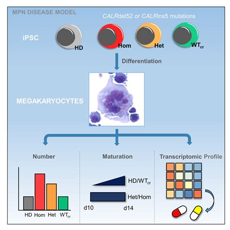 CALR Frameshift Mutations In MPN Patient Derived IPSCs Accelerate