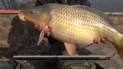 Florida Lake Part 1 Asfn Specimen Carp Youtube