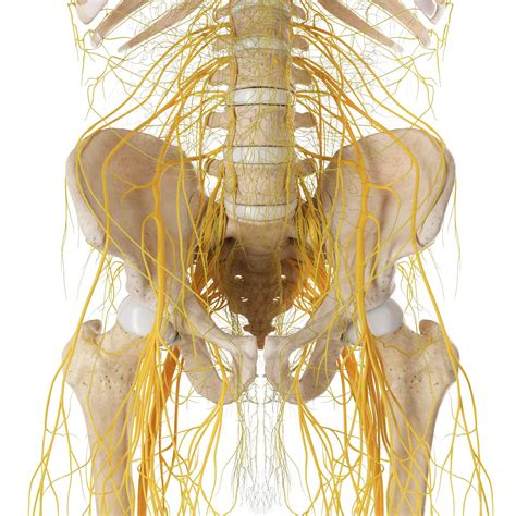 3D Rendered Medical Illustration Of The Bones And Nerves Of The Human