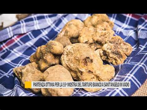 Partenza Ottima Per La 55 Mostra Del Tartufo Bianco A Sant Angelo In