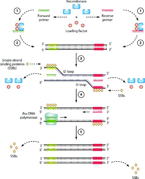 Mechanism Of Rt Rpa The Rt Rpa Reactions Typically Occur At Between