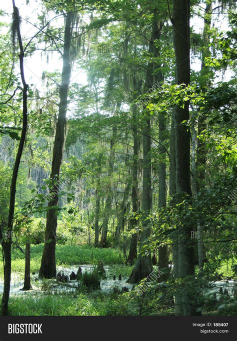 Georgia Swamp Wetlands Image & Photo (Free Trial) | Bigstock